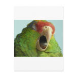 parrot yawning post card