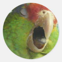 parrot yawning stickers