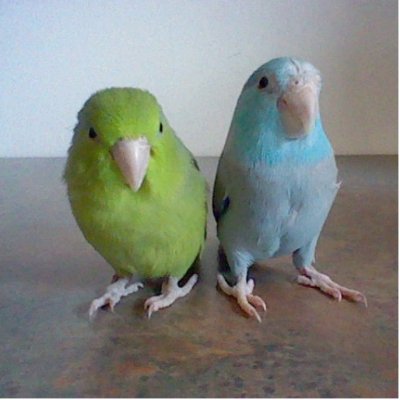 Parrotlet Sculpture Photo Sculptures by lcarens
