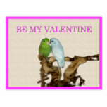 Parrotlet Valentine Post Card