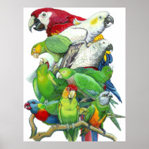 Parrots And Parakeets