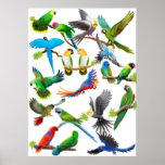 Parrots Galore Poster posters