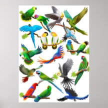 Parrots Galore Poster