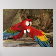 Parrots Looking At You Print
