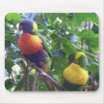 Parrots Mouse Pad mousepads