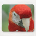 Parrots of the Caribbean mousepads