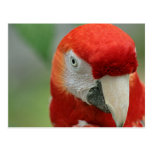 Parrots of the Caribbean Post Cards