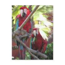 Parrots Postcard