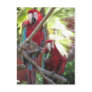 Parrots Postcard