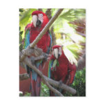 Parrots Postcard