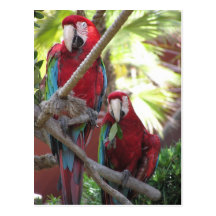 Parrots Postcard