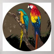 Parrots