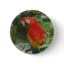 Parrots - scarlette macaw pins