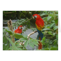 Parrots - scarlette macaw card