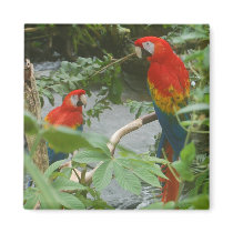 Parrots - Scarlette Macaw - magnet