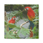 Parrots - Scarlette Macaw - magnet