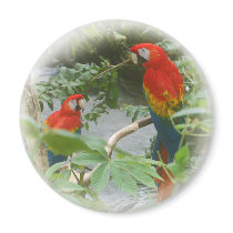 Parrots - Scarlette Macaw - magnet