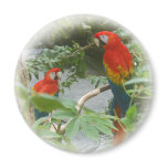 Parrots - Scarlette Macaw - magnet