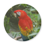 Parrots - scarlette macaw magnets
