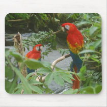 Parrots - Scarlette Macaw. Mouse Mat