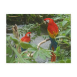 Parrots - scarlette macaw postcards
