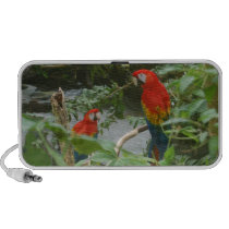 Parrots - scarlette macaw - speakers