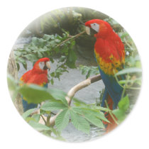 Parrots - scarlette macaw stickers