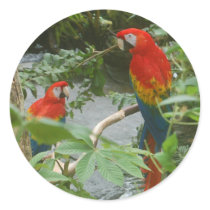Parrots - scarlette macaw stickers