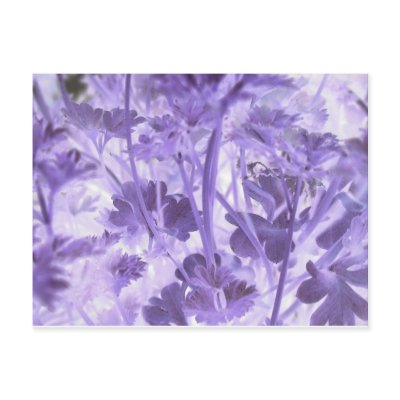 Parsley Print Postcard by grcwriter
