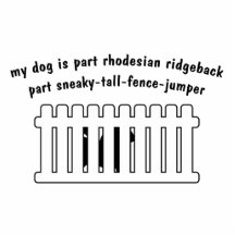 Part Rhodesian Ridgeback Part Fence-Jumper Photo Cutout