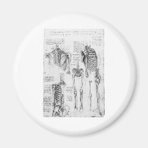 Partial Ribs and Pelvic Vintage Skeletal Diagram Magnets