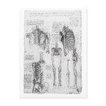 Partial Ribs and Pelvic Vintage Skeletal Diagram