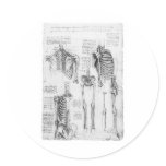 Partial Ribs and Pelvic Vintage Skeletal Diagram stickers