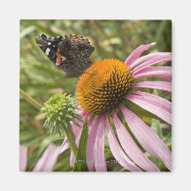 partnership, symbiotic, helping, beauty, magnet