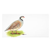 Partridge:  Chukar Photo Cards