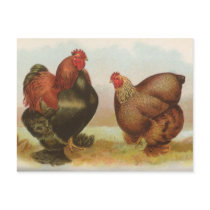Partridge Cochins Post Card