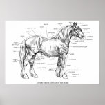 Parts of the Horse posters