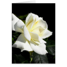 Pascali white hybrid tea rose greeting card