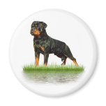 Pasha Earl Antonius magnets