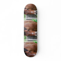 Paso Fino Horse Skateboard