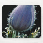 Pasque flower, backlit against black  flowers mousepad
