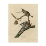 Passenger Pigeon Post Cards