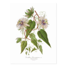 Passiflora baraquimima postcard