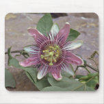 Passiflora Caerulea (Blue Passionflower) Pink flow Mouse Pads