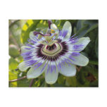 Passiflora edulis forma flavicarpa (Passion Flower postcards