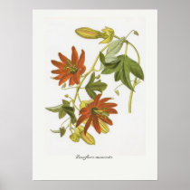 Passiflora manicata print