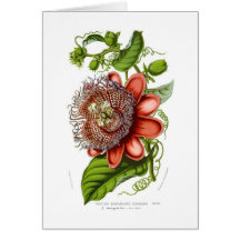 Passiflora quadrangularis decaisneana greeting card