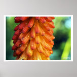Passion, Creativity, Fire- a bold flower in spring