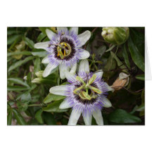 Passion Flower Card