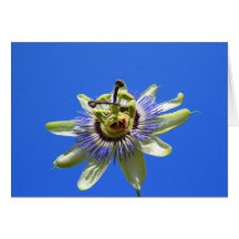 Passion Flower Greeting Card,Note Card
